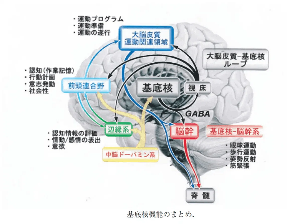 【被殻出血】のリハビリに役立つ大脳基底核の4ループを徹底解説|けんす@【即日体感】脳の機能解剖