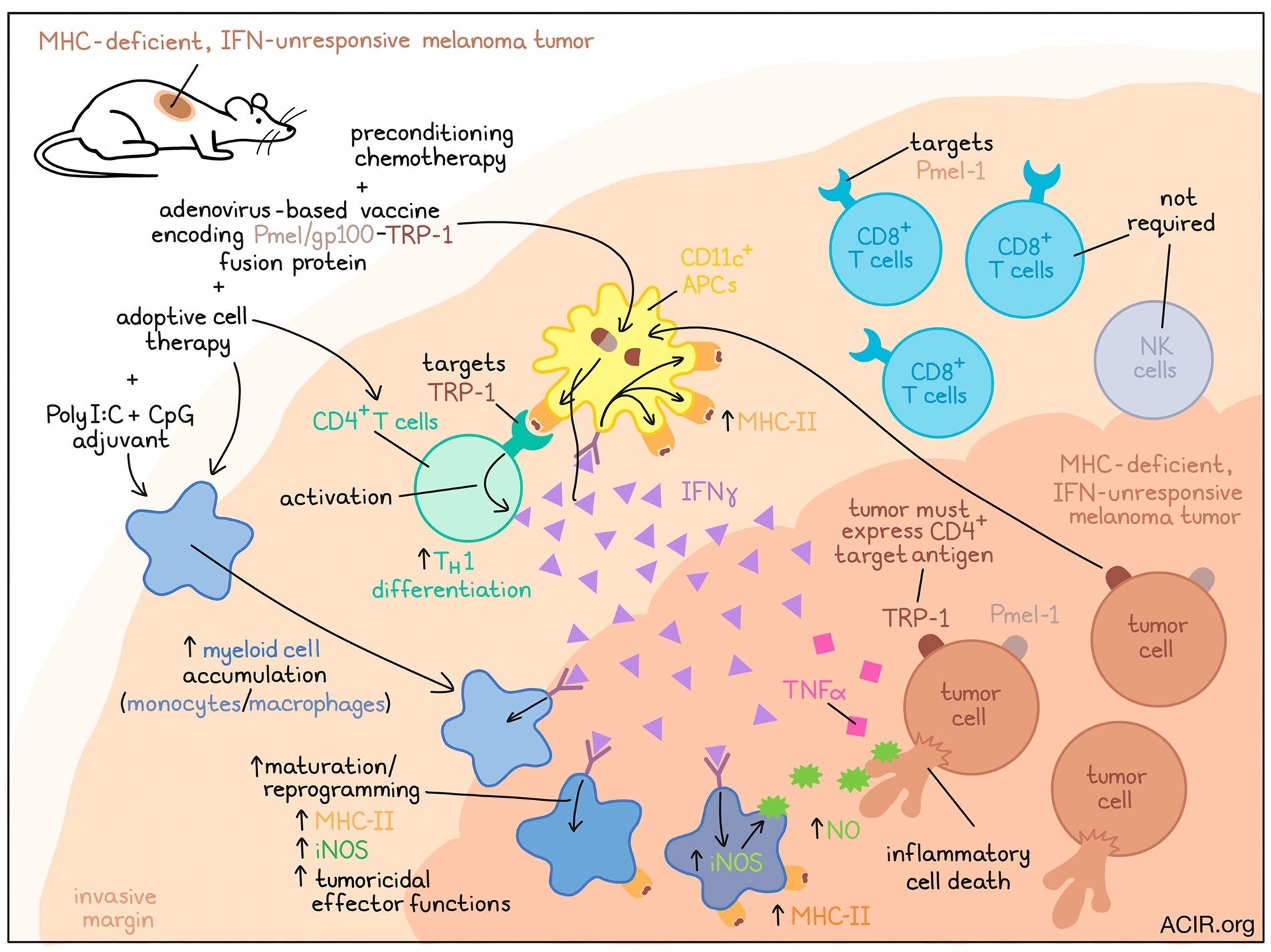 少数のCD4+ T細胞が免疫浸潤性腫瘍に対して大きな効果を発揮する｜ヤオナ