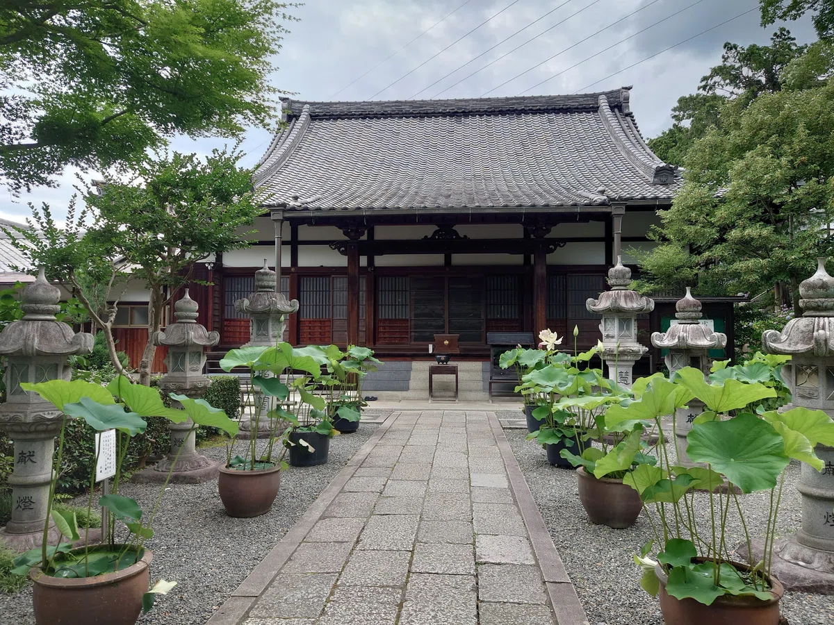 川西市 頼光寺2023年6月28日【アジサイ】｜レタス
