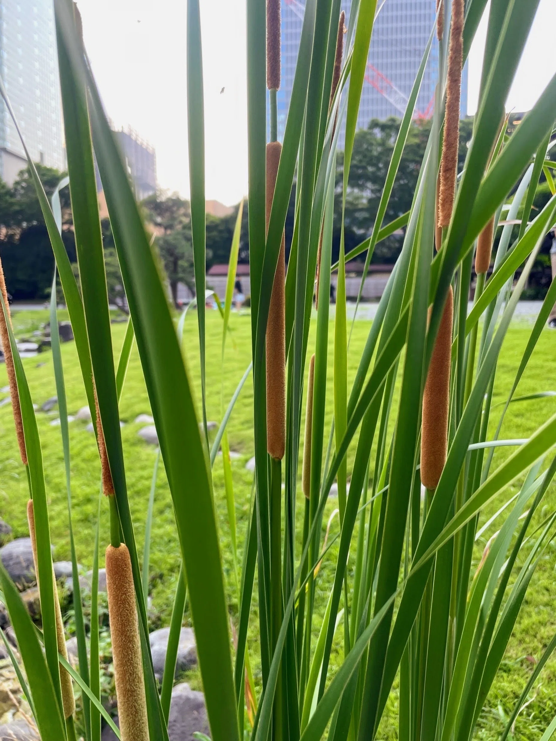 板画家 棟方志功の世界：3 ／西武池袋本店｜美術館とお寺と猫