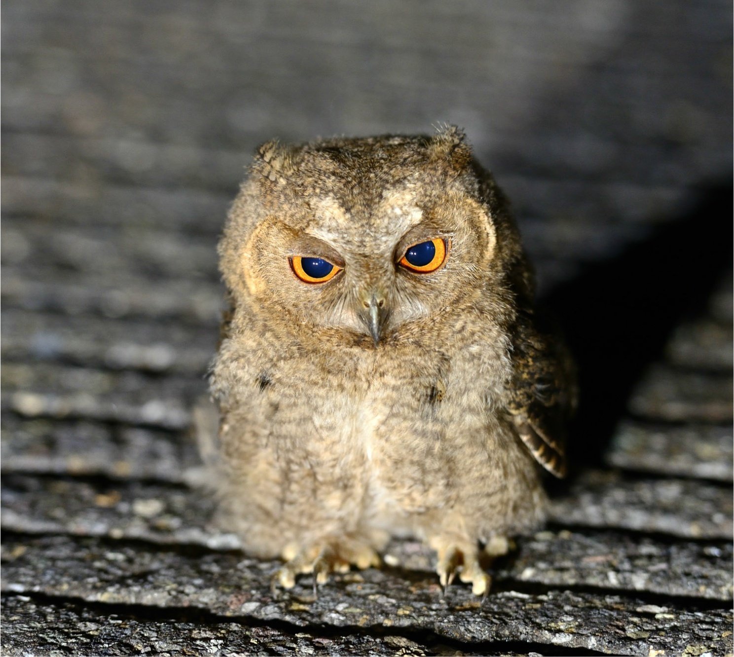魅力的なフクロウの仲間たち｜愛しい北海道ANIMALS｜ほんのひととき
