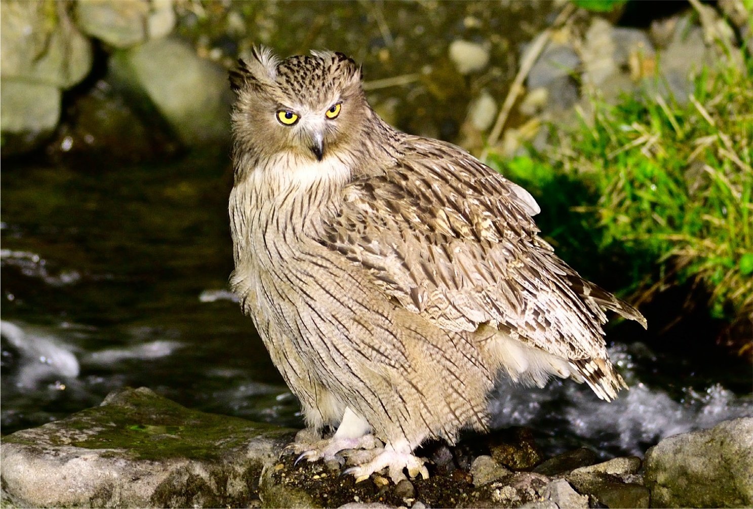 魅力的なフクロウの仲間たち｜愛しい北海道ANIMALS｜ほんのひととき