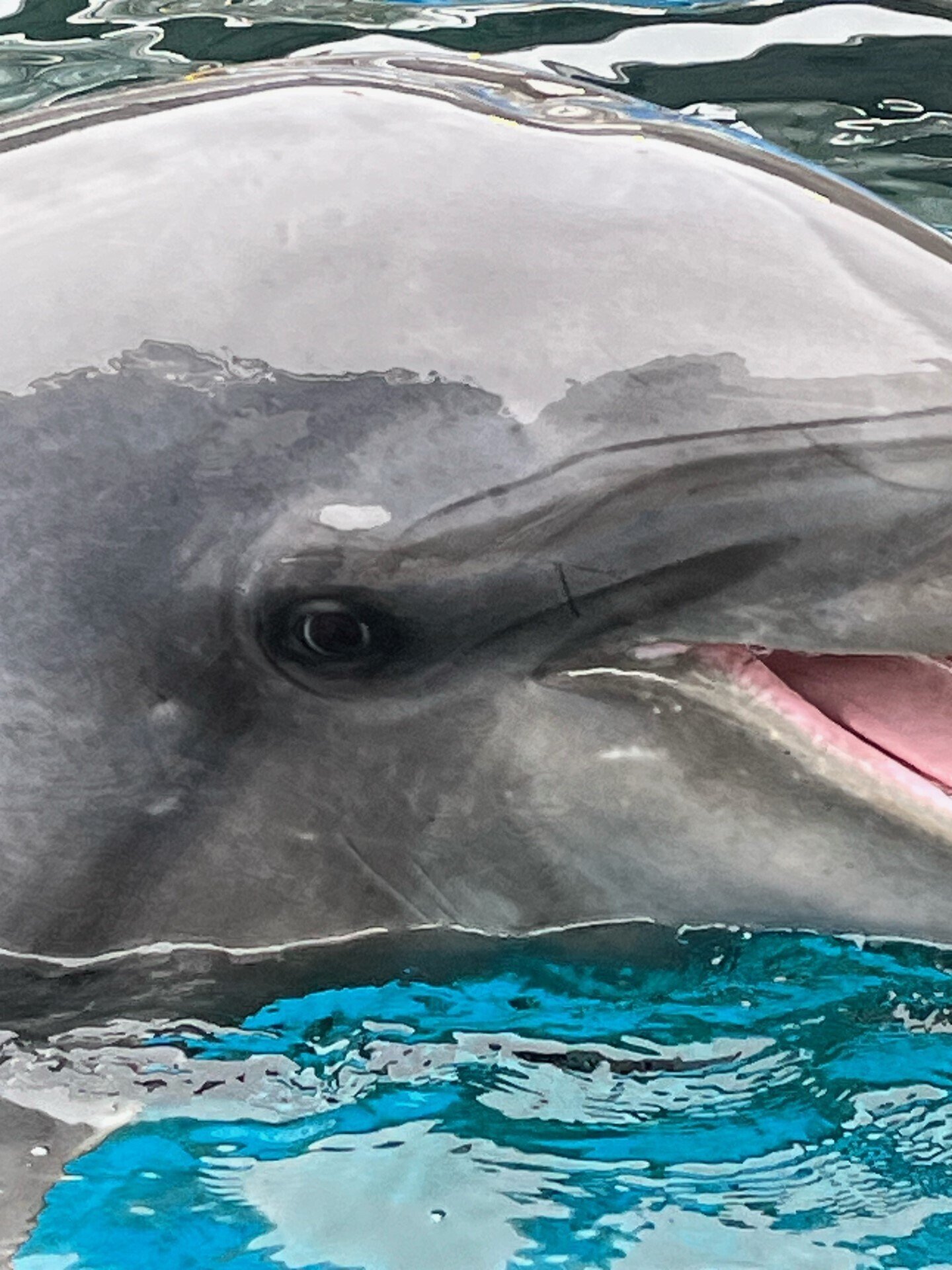イルカの目｜仙台うみの杜水族館