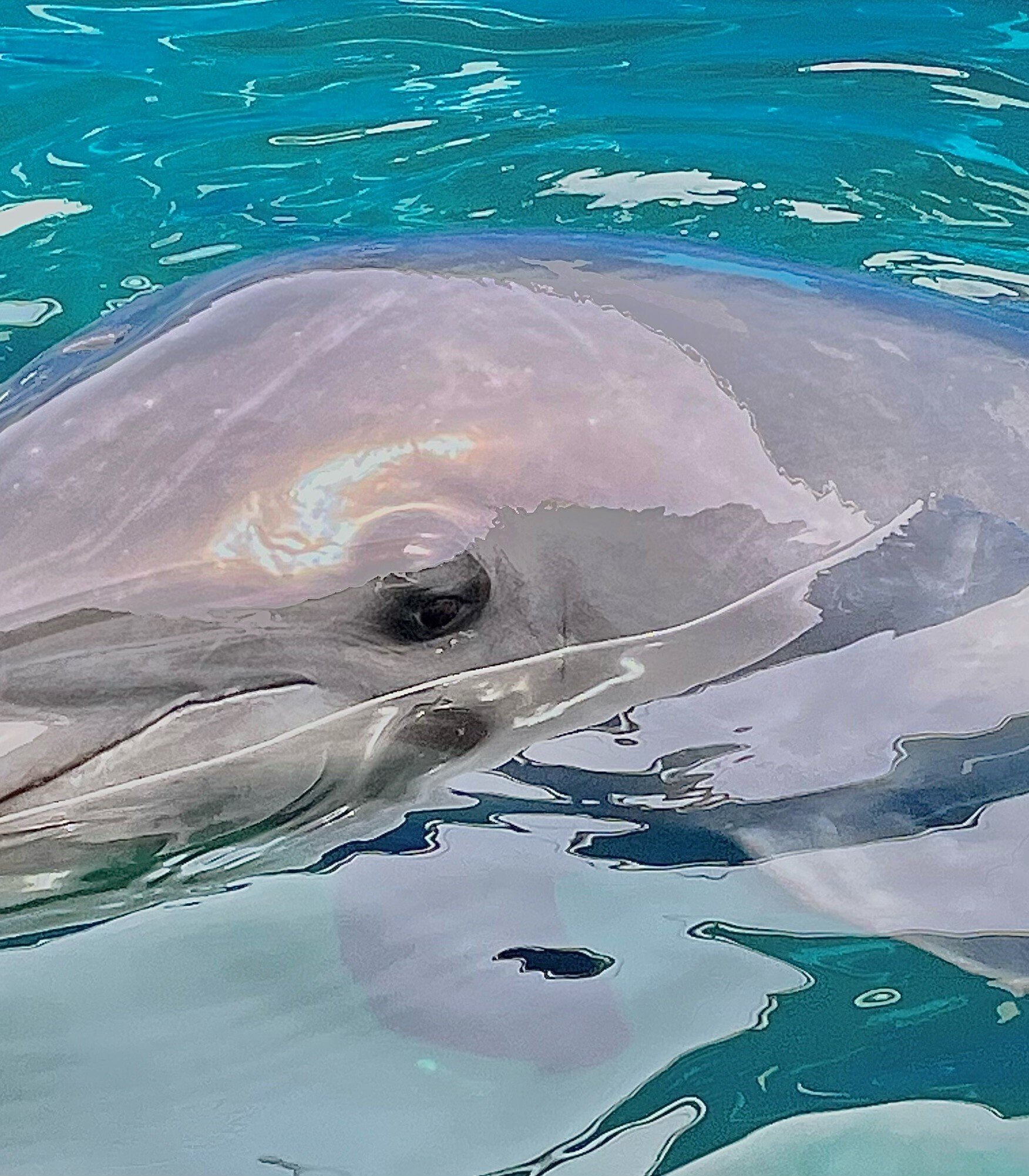 イルカの目｜仙台うみの杜水族館