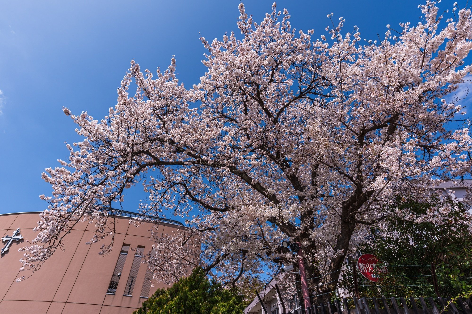 【昭和女子大学附属・カリタス・聖ドミニコ学園】小学校受験　面接　願書作成　例文 小学校受験】カリタス小学校 願書の書き方・例文・面接対策と