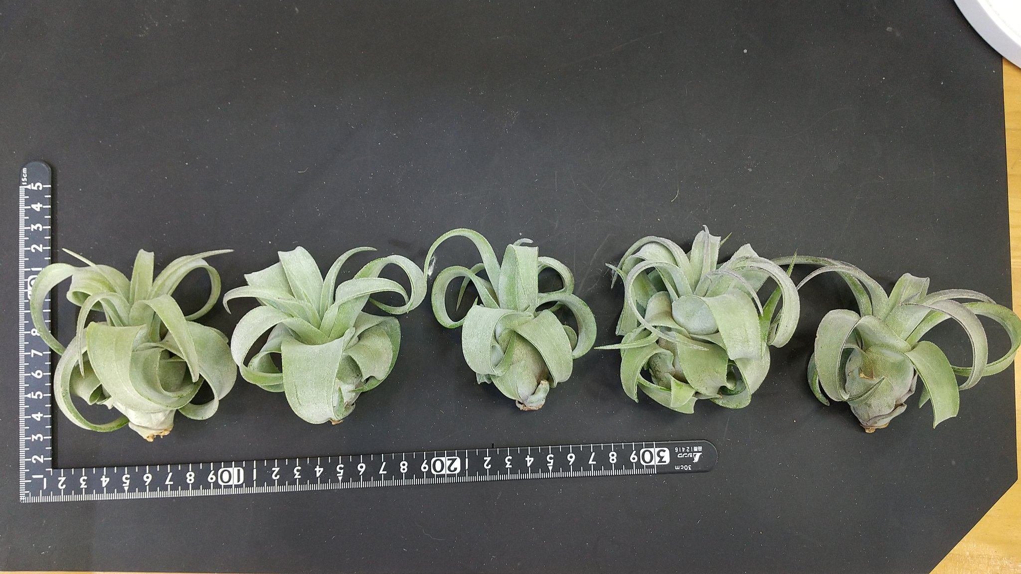 チランジア入荷リスト6/21｜NatureGarden🌿神田