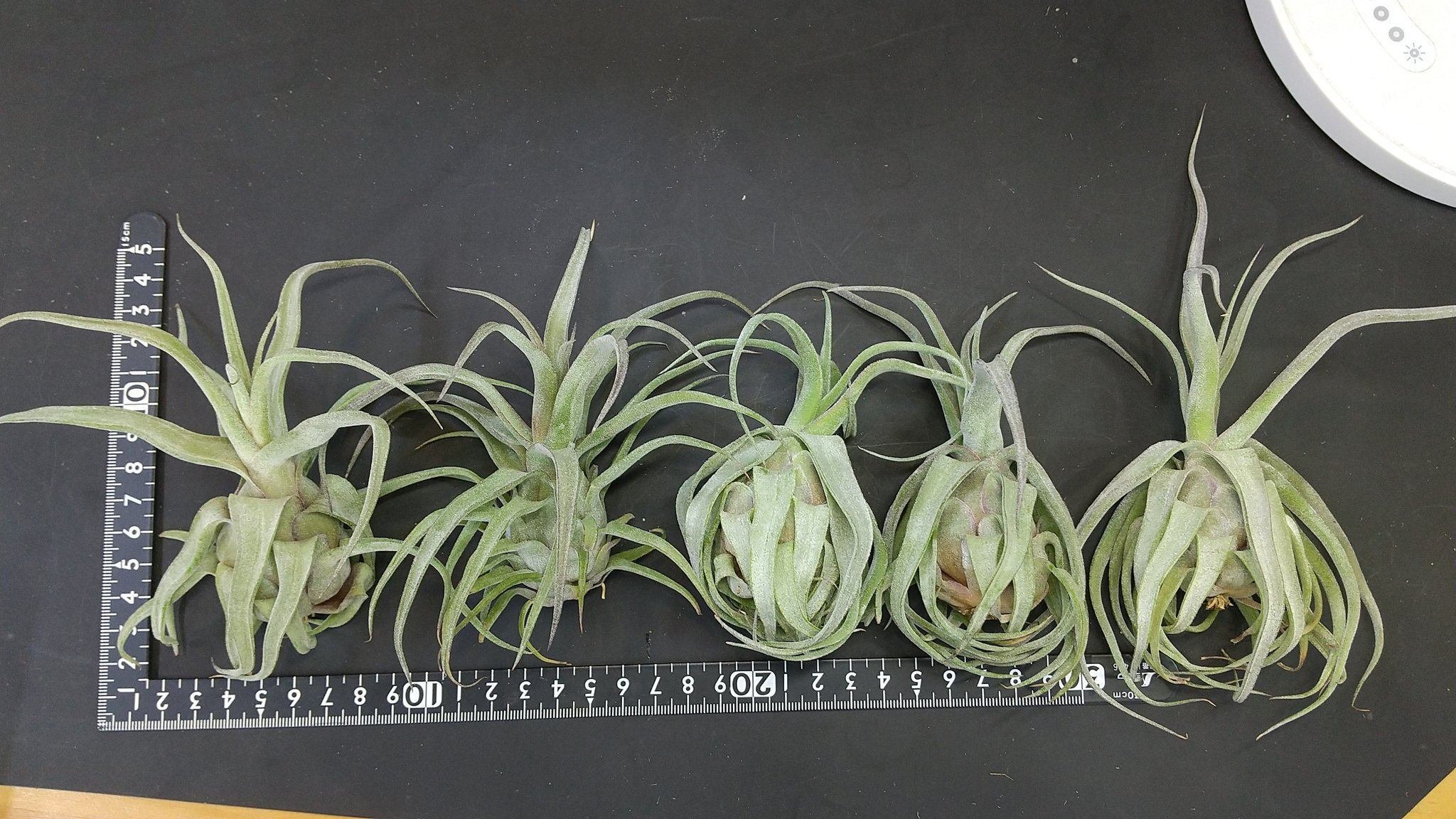 チランジア入荷リスト6/21｜NatureGarden🌿神田