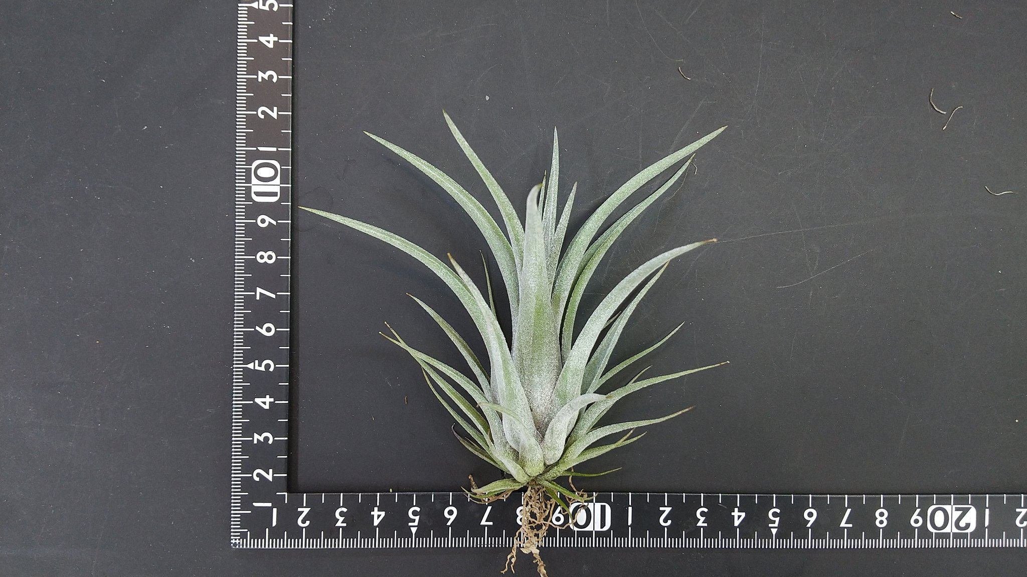 チランジア入荷リスト6/21｜NatureGarden🌿神田