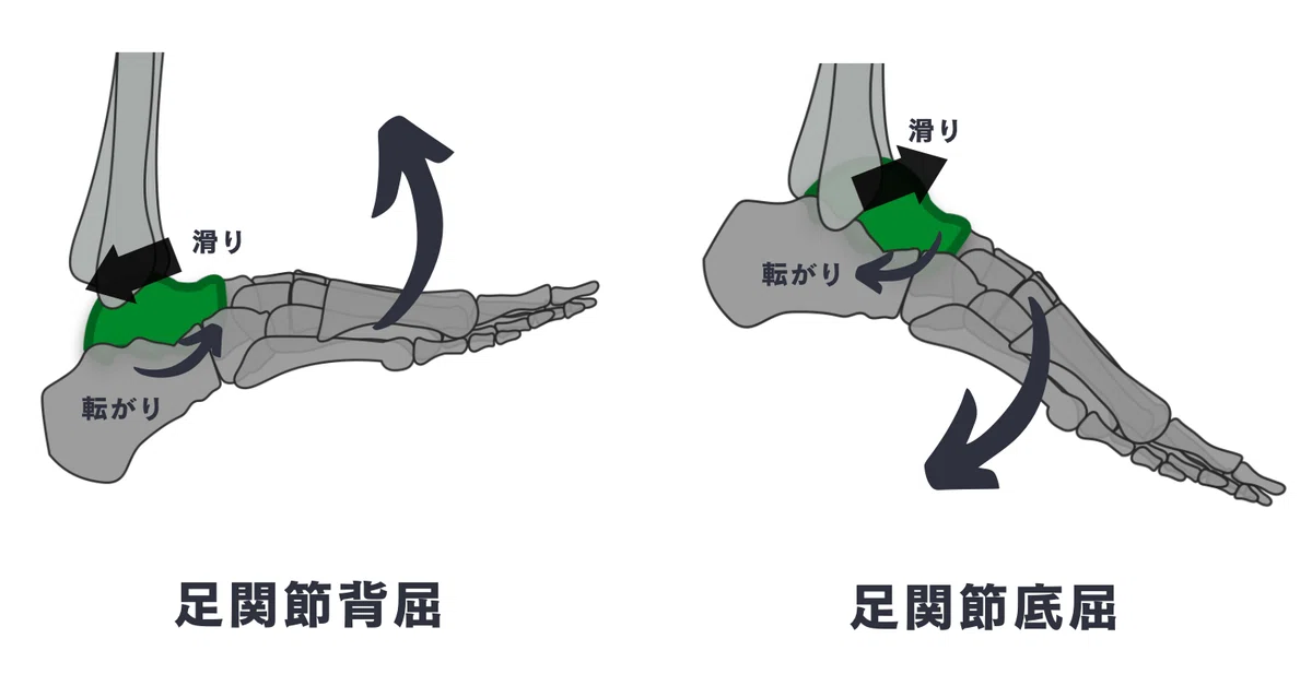  足関節背屈制限に対する選択的アプローチ｜理学療法士による臨床のためのnote Motiv 