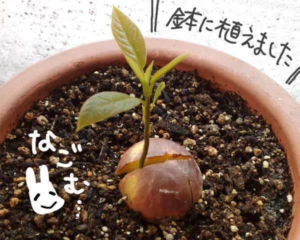 アボカドの種