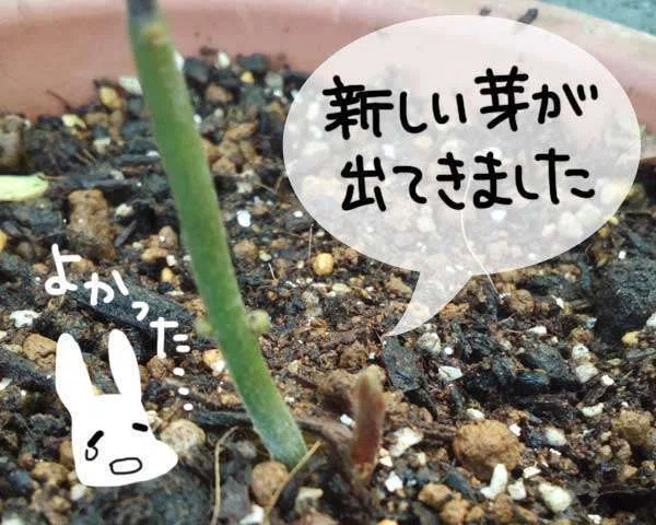 アボカド復活