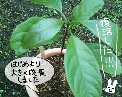 アボカド復活2