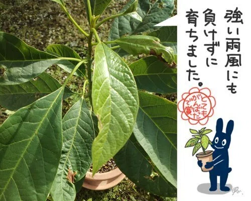 アボカド成長