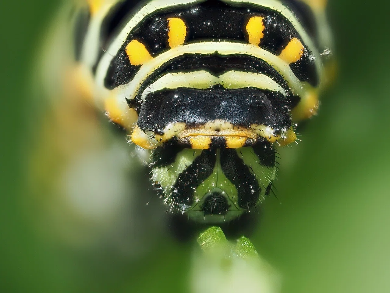 Nature Watch 2023-06-10 to 30 キアゲハの卵から5齢幼虫まで｜t.koba