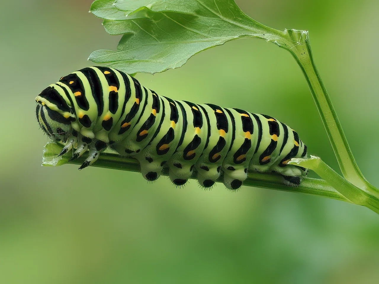 Nature Watch 2023-06-10 to 30 キアゲハの卵から5齢幼虫まで｜t.koba