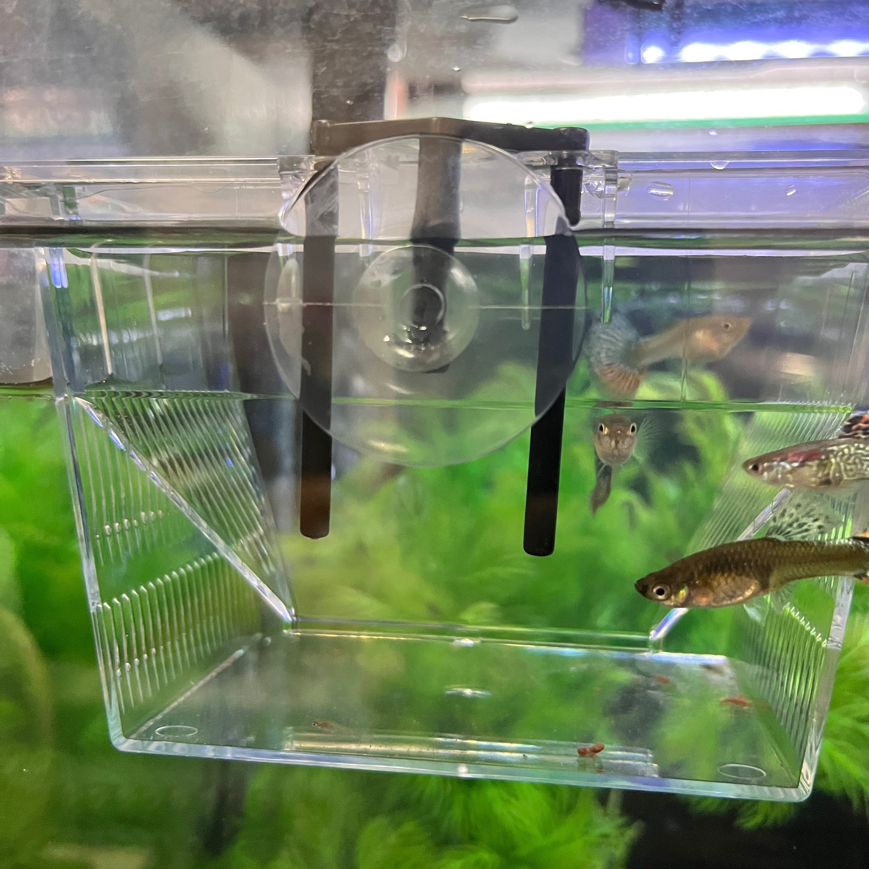 グッピー繁殖の神グッズに感動した話｜インフィールド@アクアポ