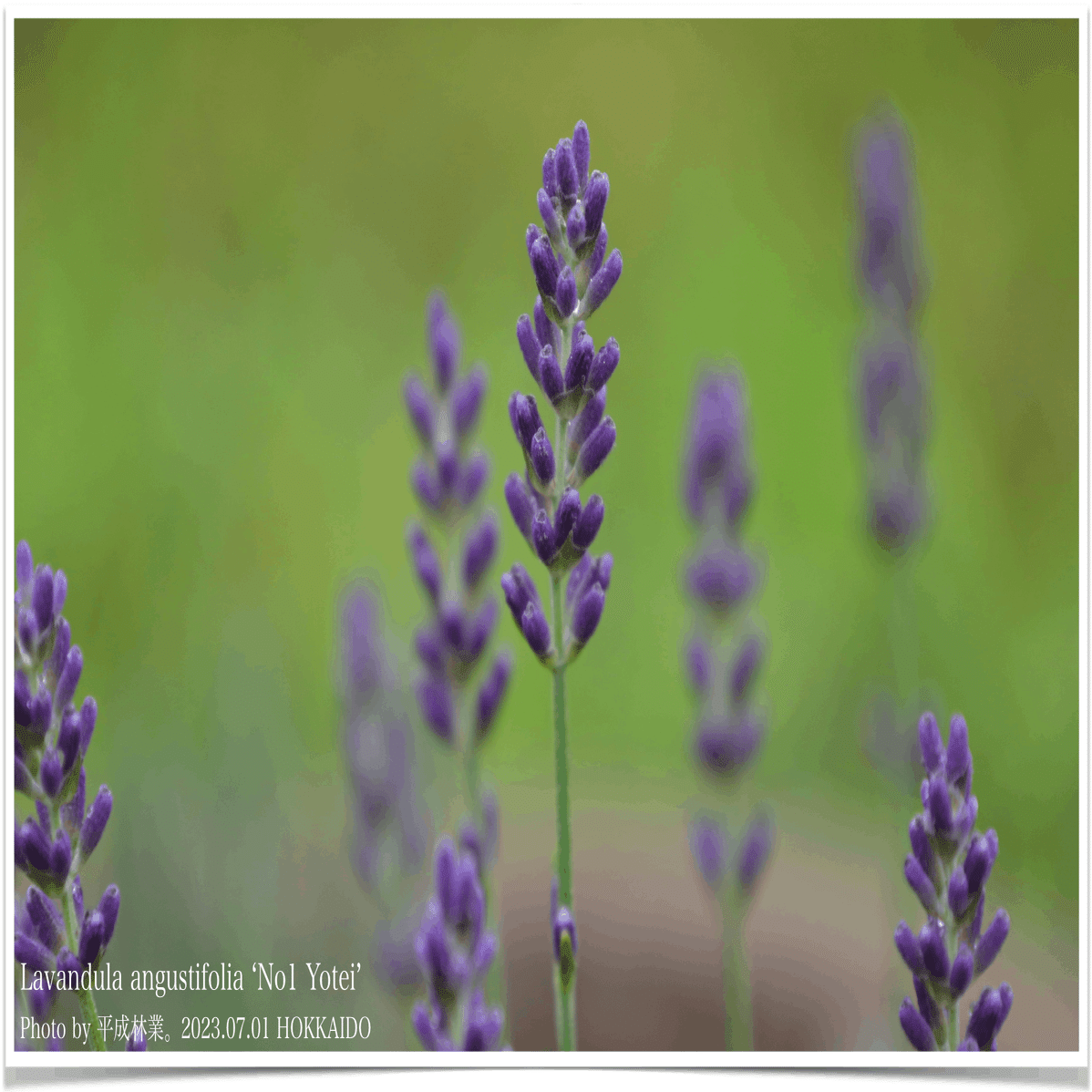 7/1の北海道ラベンダーたちをご紹介！｜エフゲニーマエダ（平成林業。）