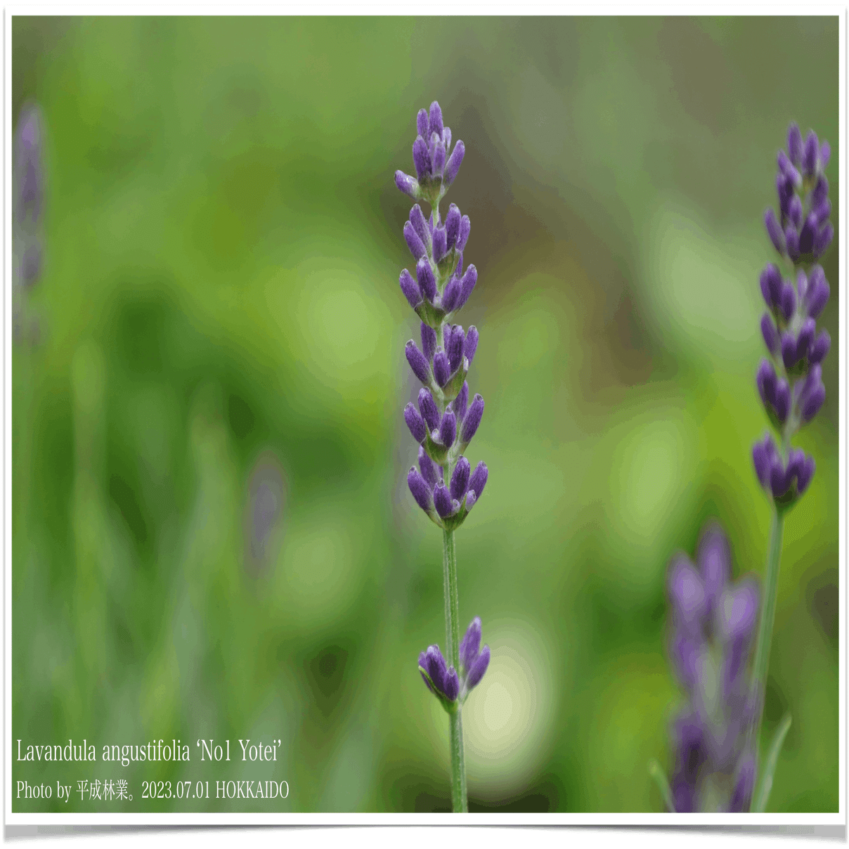 7/1の北海道ラベンダーたちをご紹介！｜エフゲニーマエダ（平成林業。）
