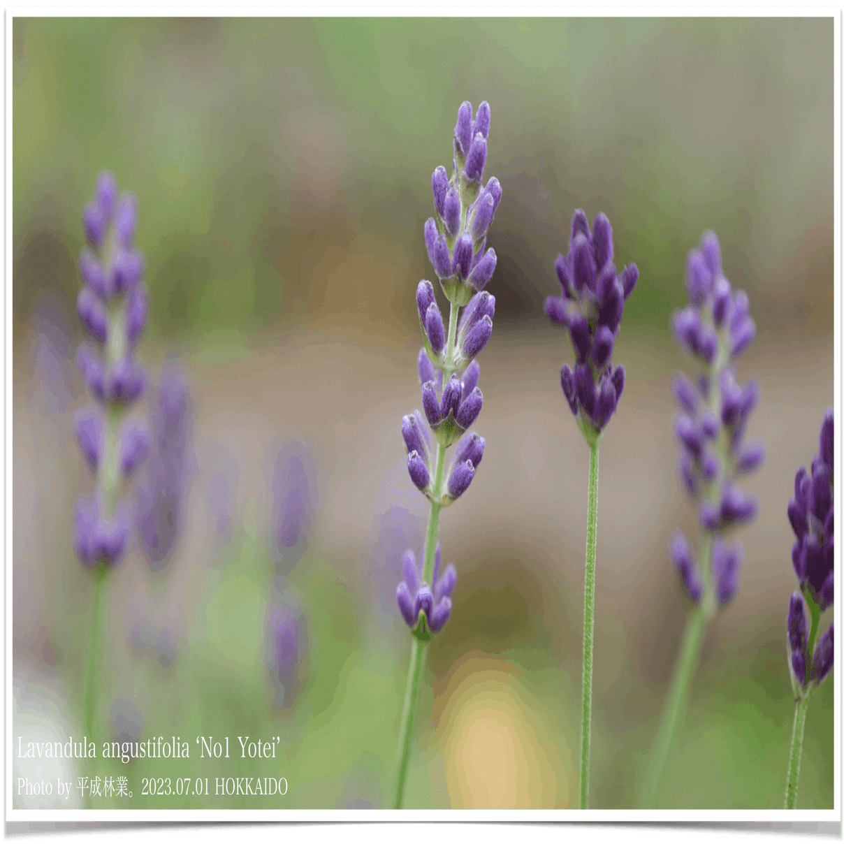 7/1の北海道ラベンダーたちをご紹介！｜エフゲニーマエダ（平成林業。）
