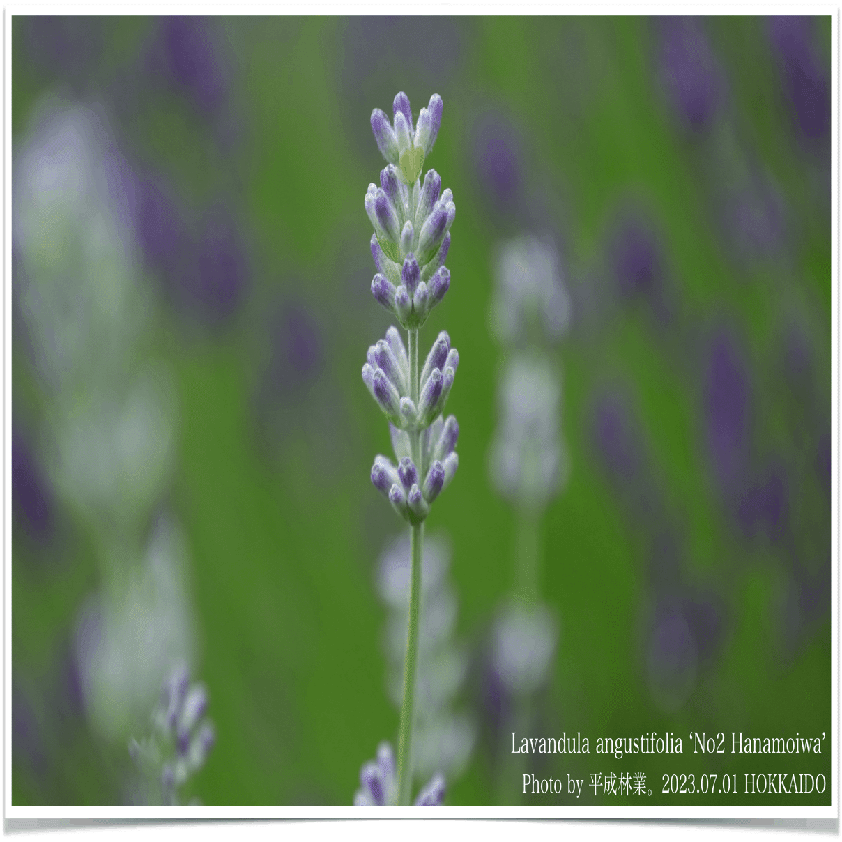 7/1の北海道ラベンダーたちをご紹介！｜エフゲニーマエダ（平成林業。）