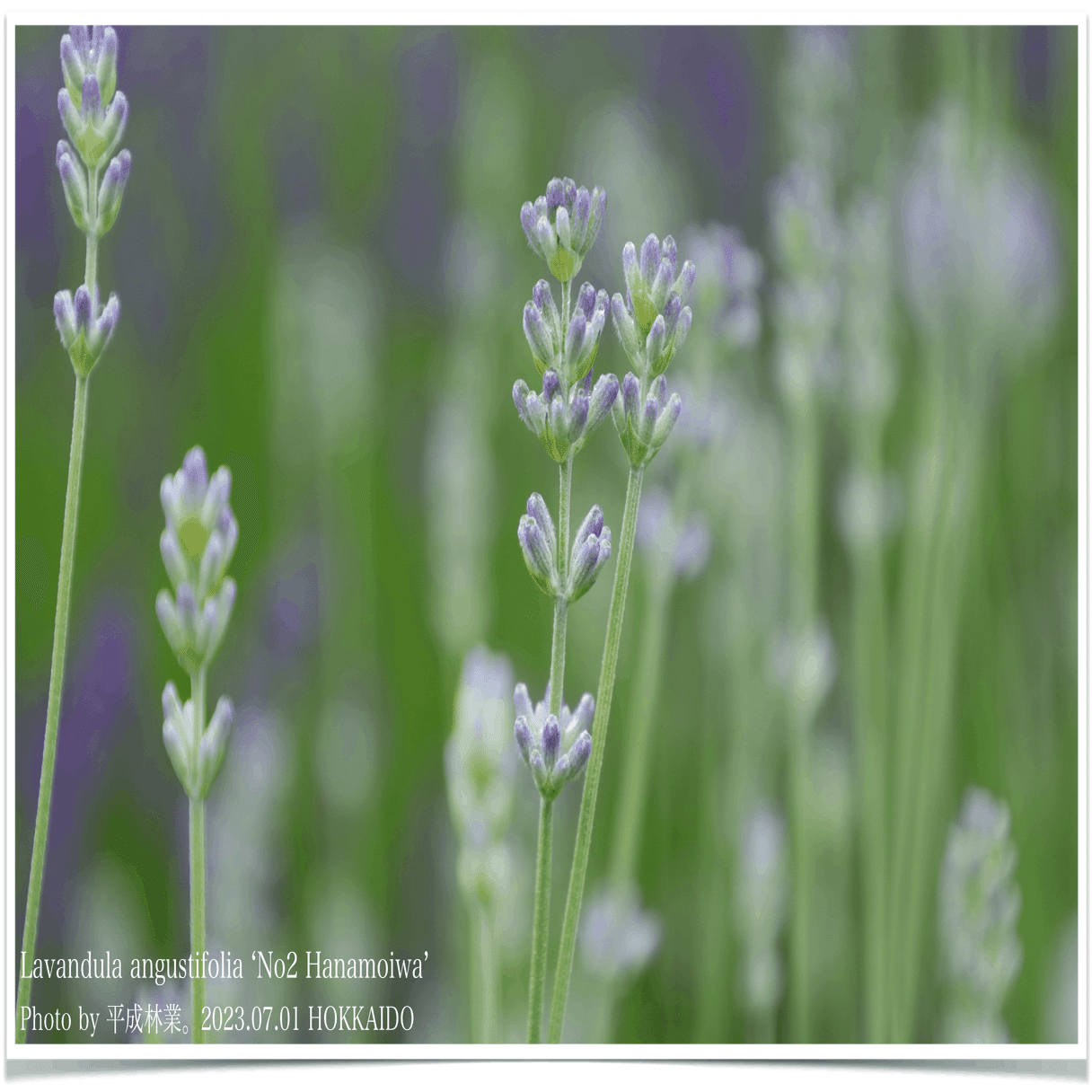 7/1の北海道ラベンダーたちをご紹介！｜エフゲニーマエダ（平成林業。）