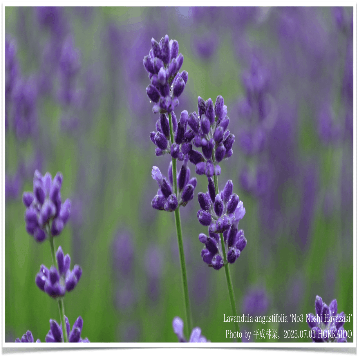 7/1の北海道ラベンダーたちをご紹介！｜エフゲニーマエダ（平成林業。）