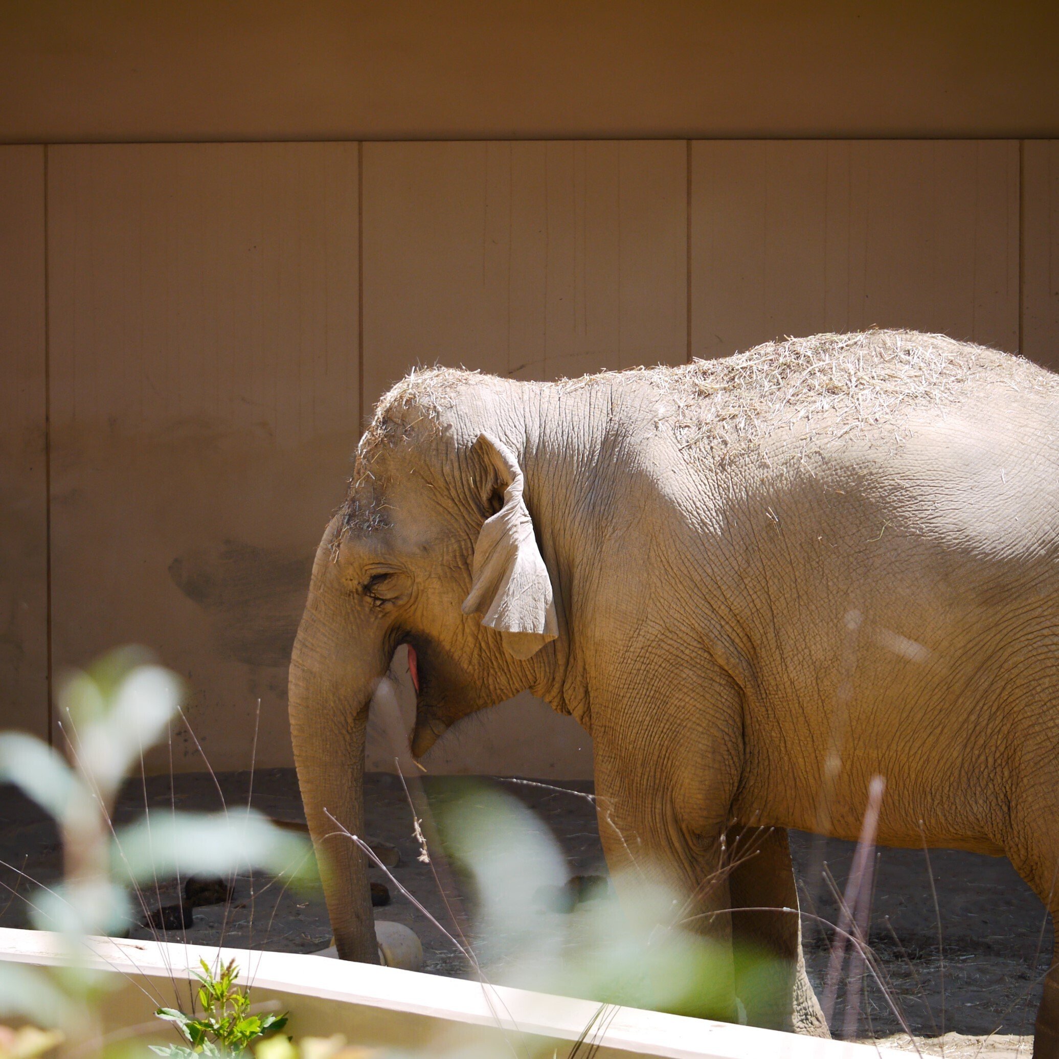 旅行写真 札幌市円山動物園｜sion