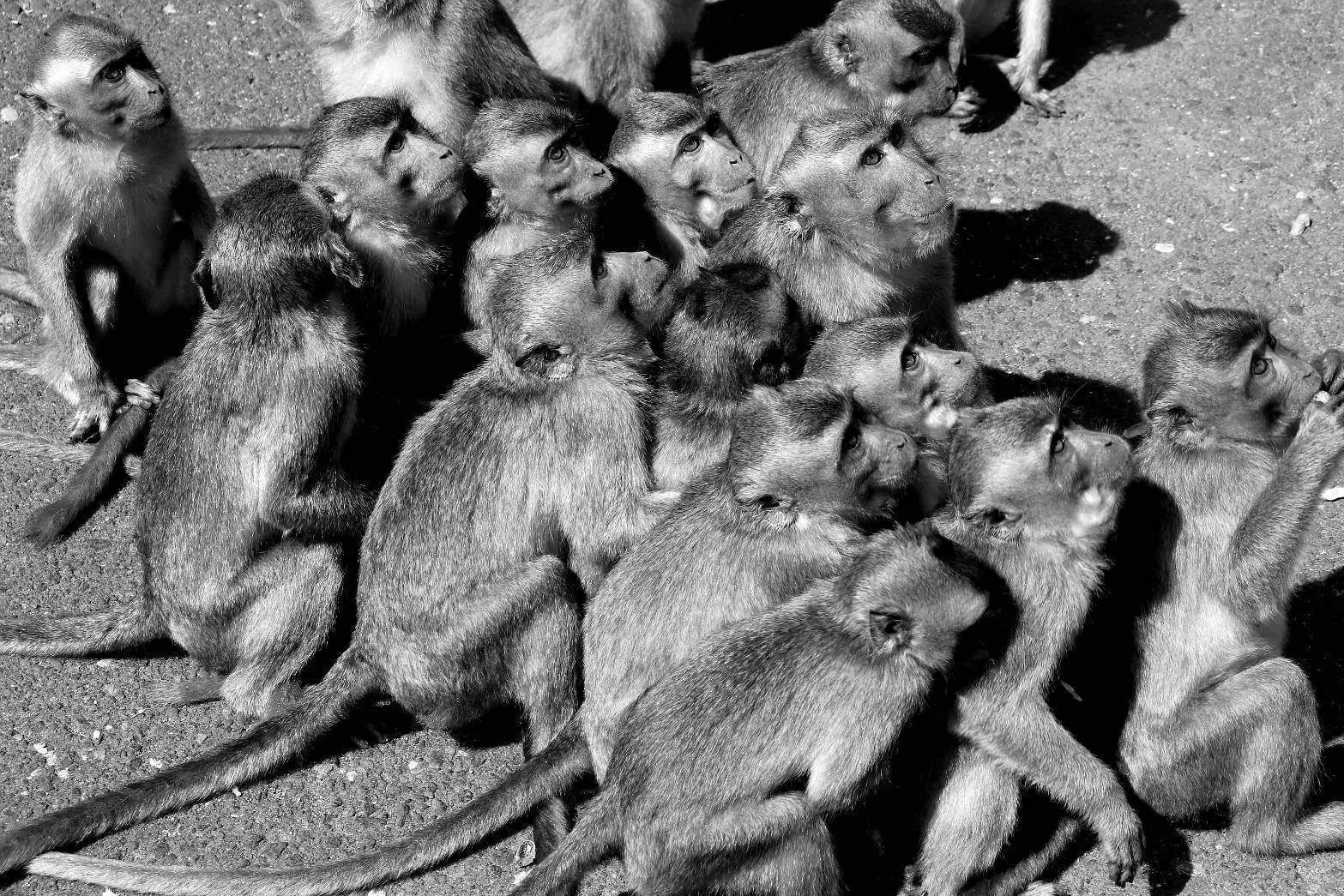 激突、クレオ洞窟の伝説の猿たち｜Yukitaka Sawamatsu