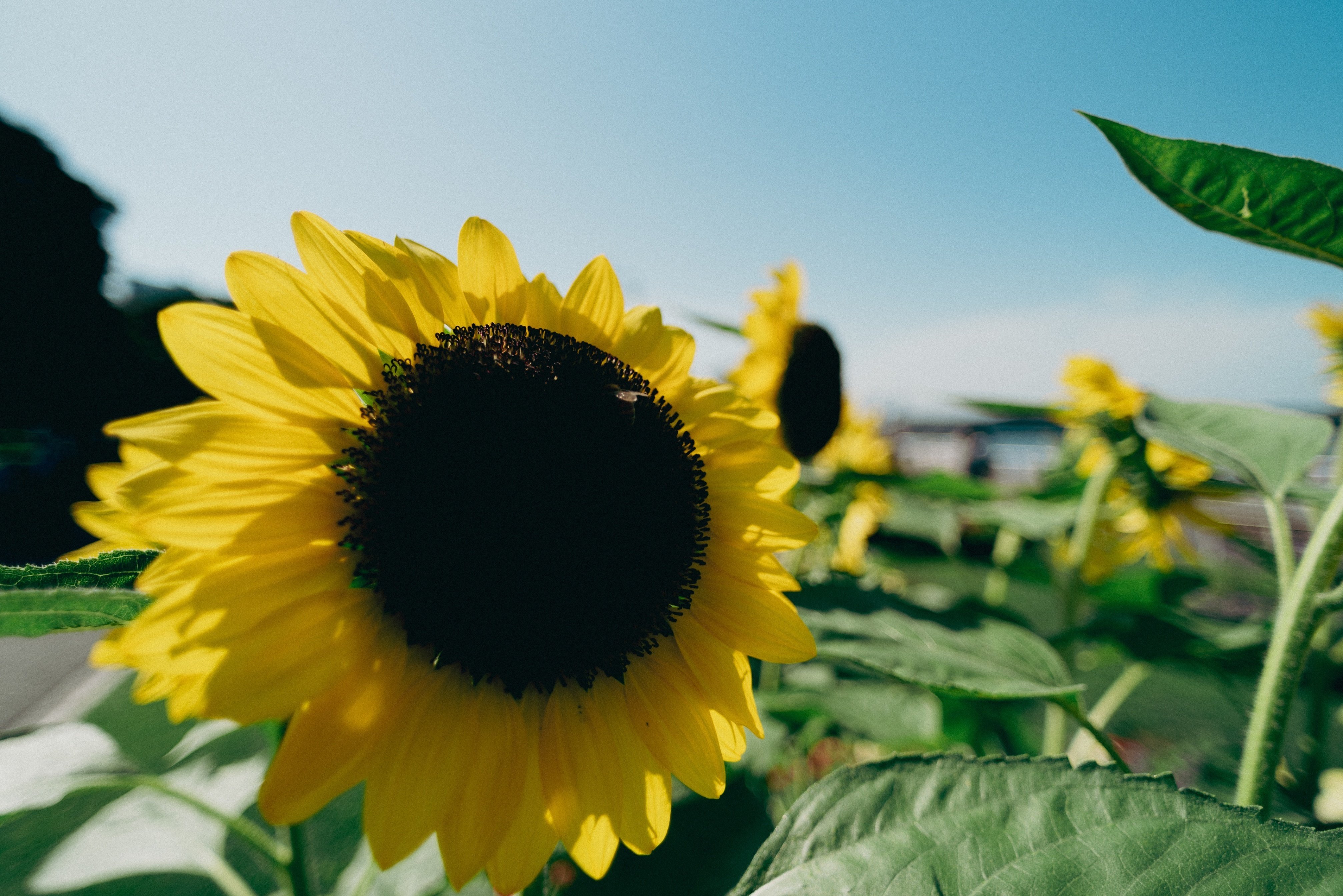 超広角レンズ AF Nikkor 20mm F2.8 を試す｜距離計