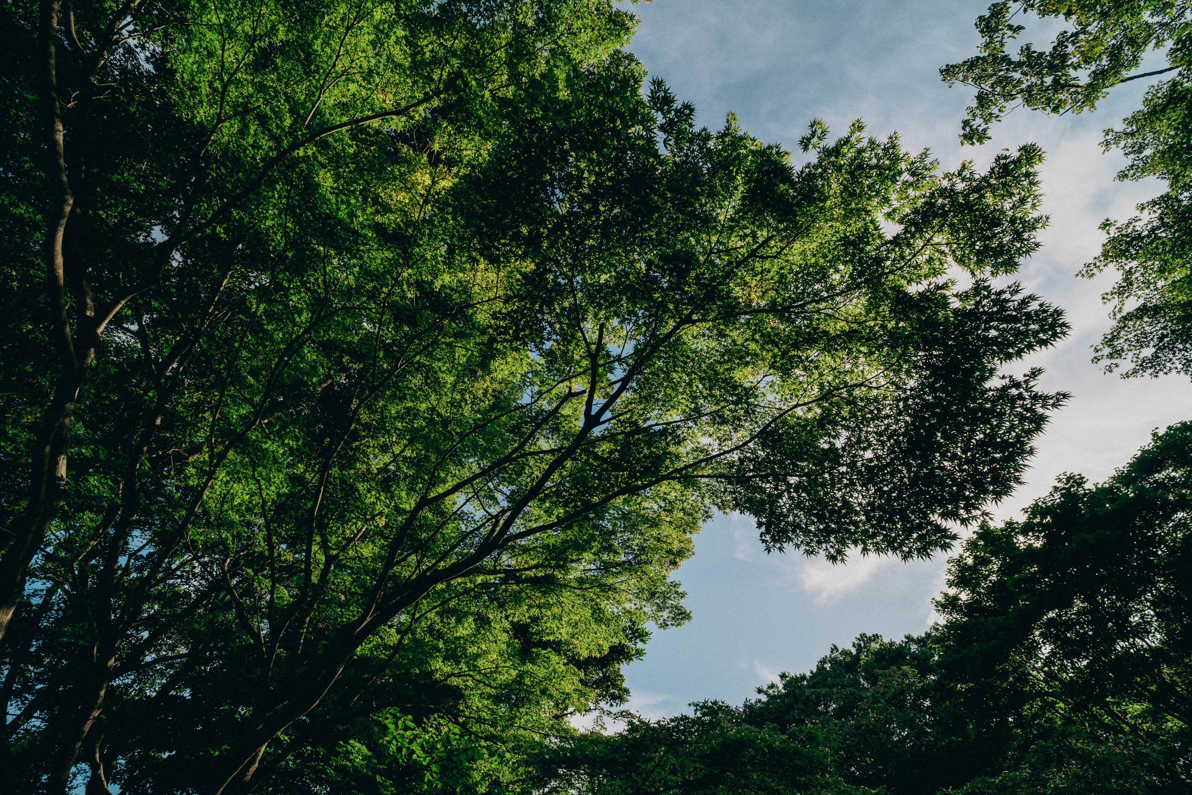超広角レンズ AF Nikkor 20mm F2.8 を試す|距離計 超広角レンズ AF Nikkor 20mm F2.8 を試す|距離計