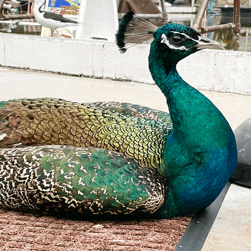 孔雀の色彩｜藤田さんちの色彩事情 - Kei's Factory