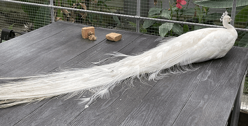 孔雀の色彩｜藤田さんちの色彩事情 - Kei's Factory