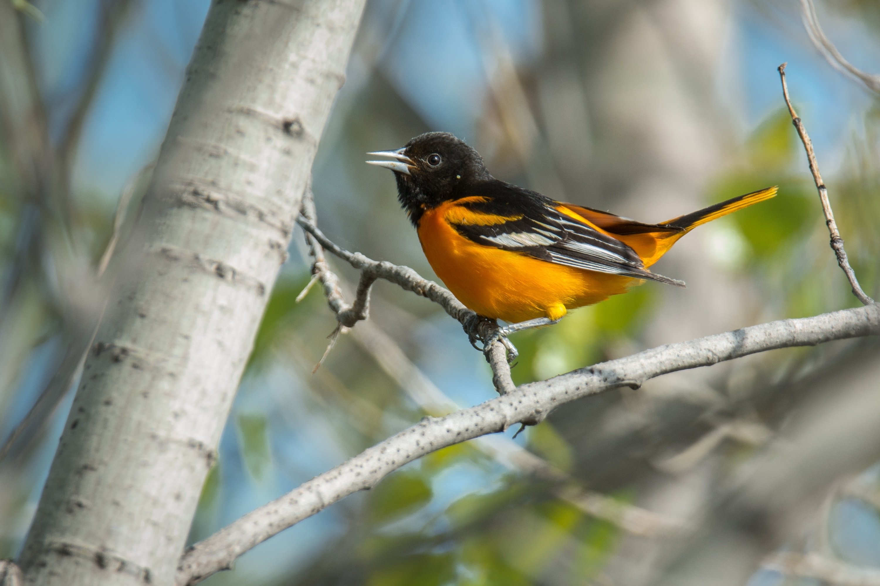 シカゴでバードウォッチング！】Baltimore Oriole｜ローリー