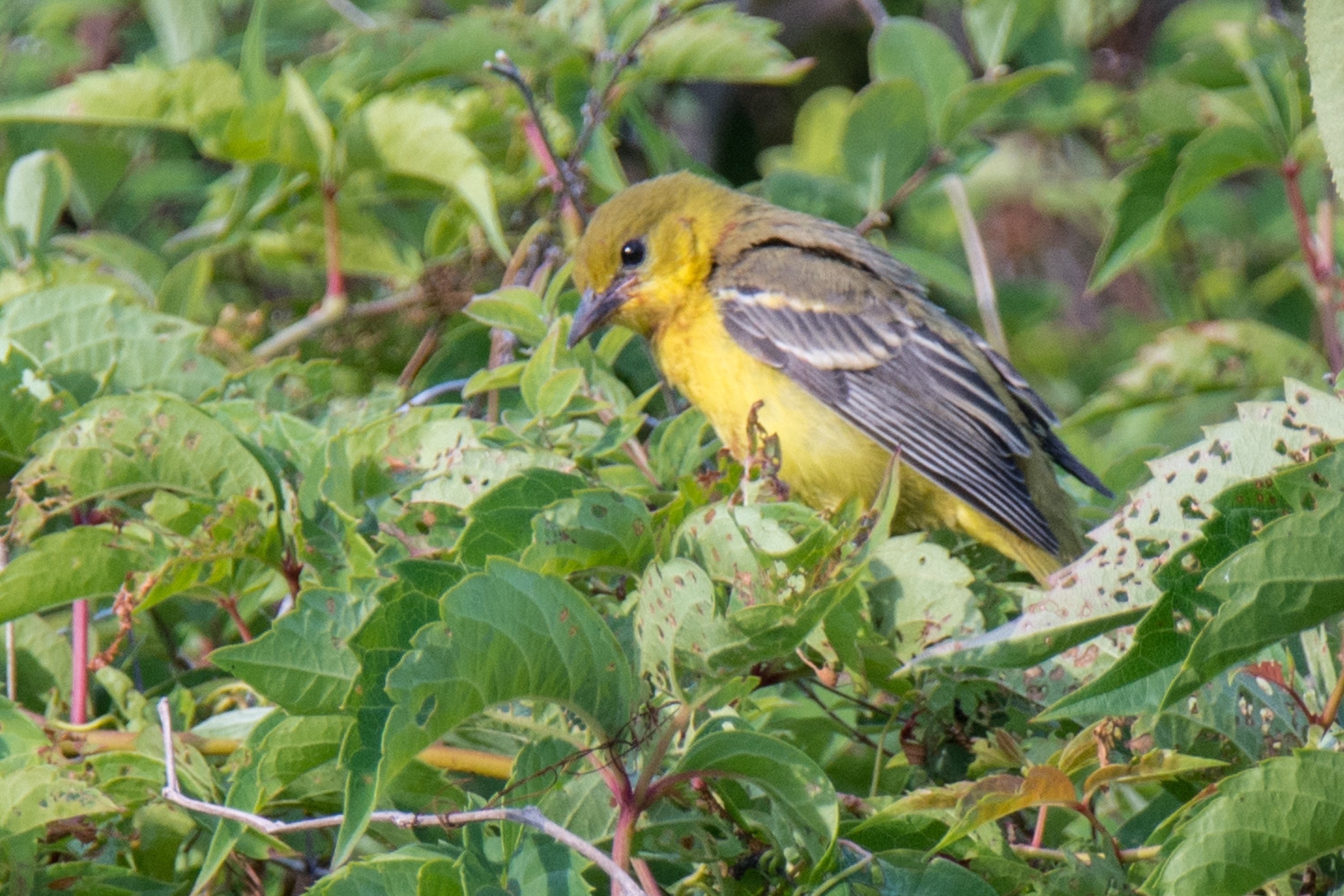 ボルチモアムクドリモドキ ヴィンテージ ステンドグラス トロント カナダ 鳥 ボルチモアムクドリモドキ ヴィンテージ ステンドグラス