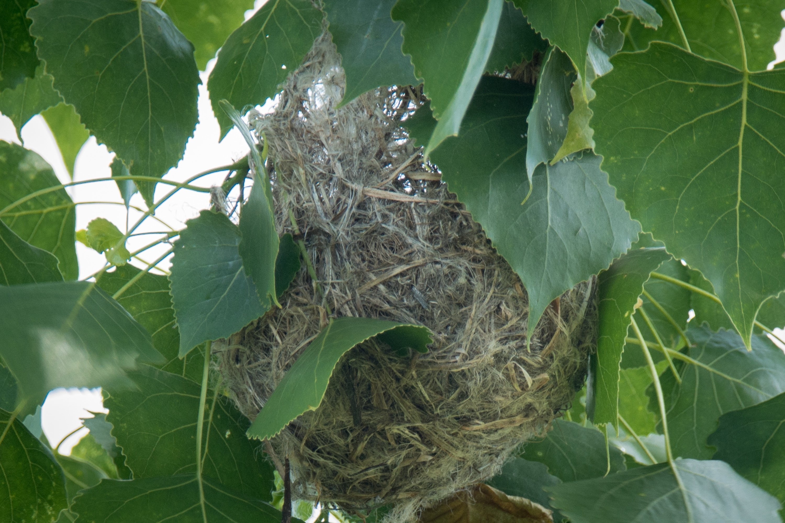 ボルチモアムクドリモドキ ヴィンテージ ステンドグラス トロント