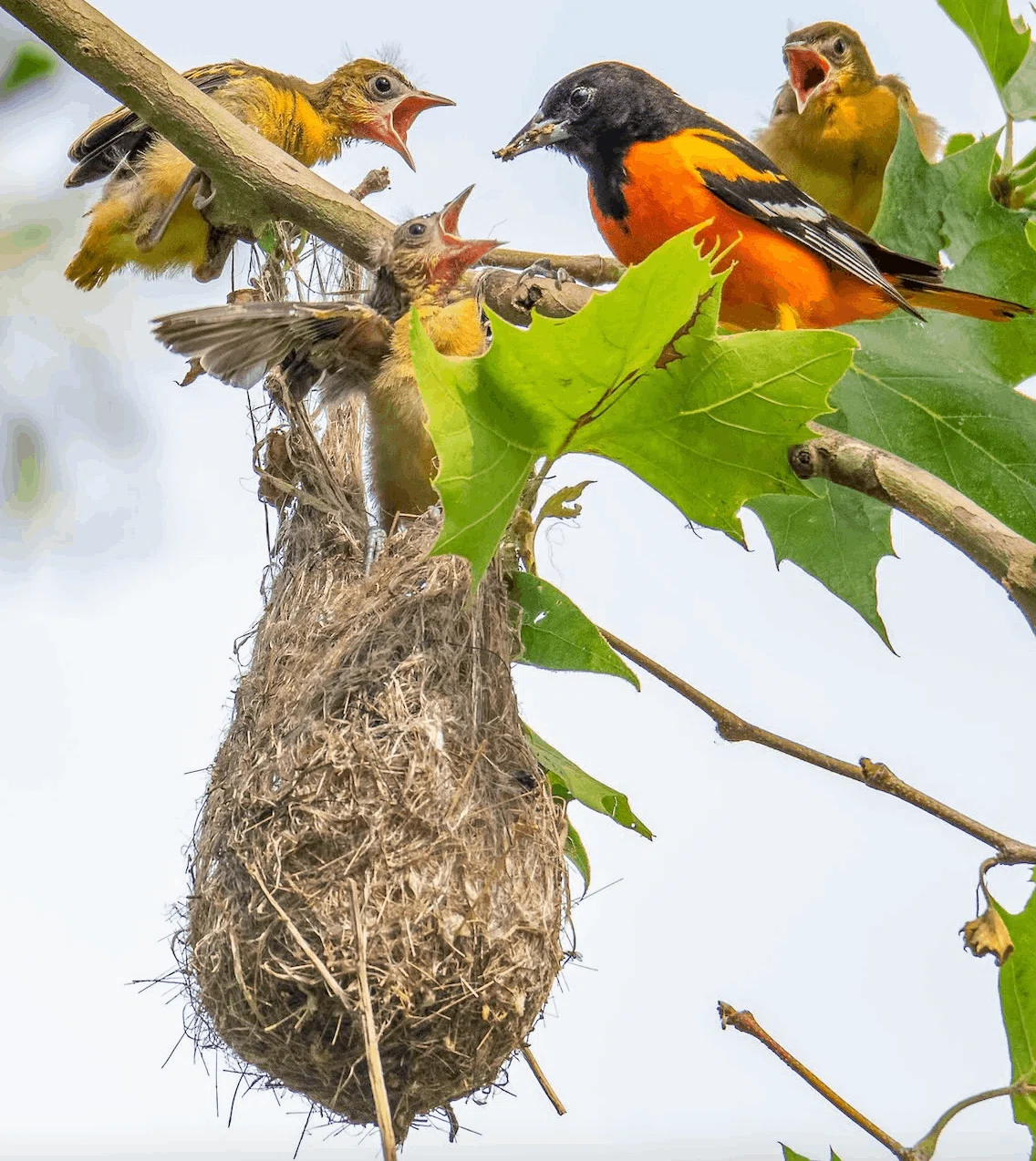 ボルチモアムクドリモドキ ヴィンテージ ステンドグラス トロント カナダ 鳥 シカゴでバードウォッチング！】Baltimore Oriole｜ローリー