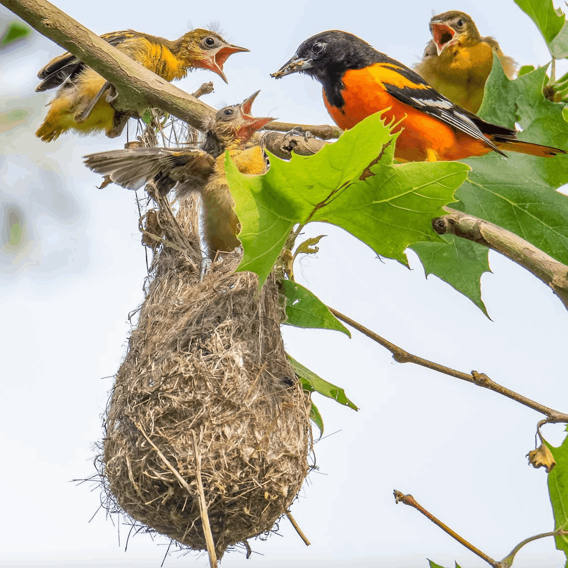 ボルチモアムクドリモドキ ヴィンテージ ステンドグラス トロント