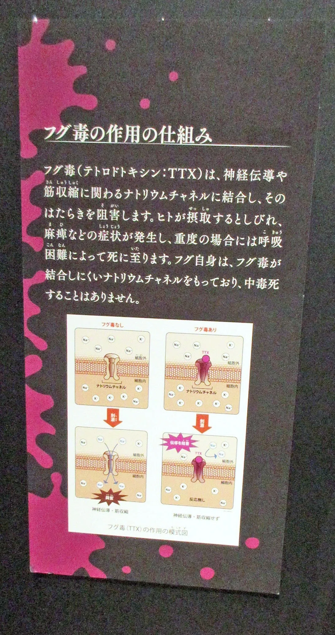 第2章 毒の博物館 2-3 動物の毒のいろいろ―フグ毒編:「特別展「毒」」見聞録 その10|たけっち