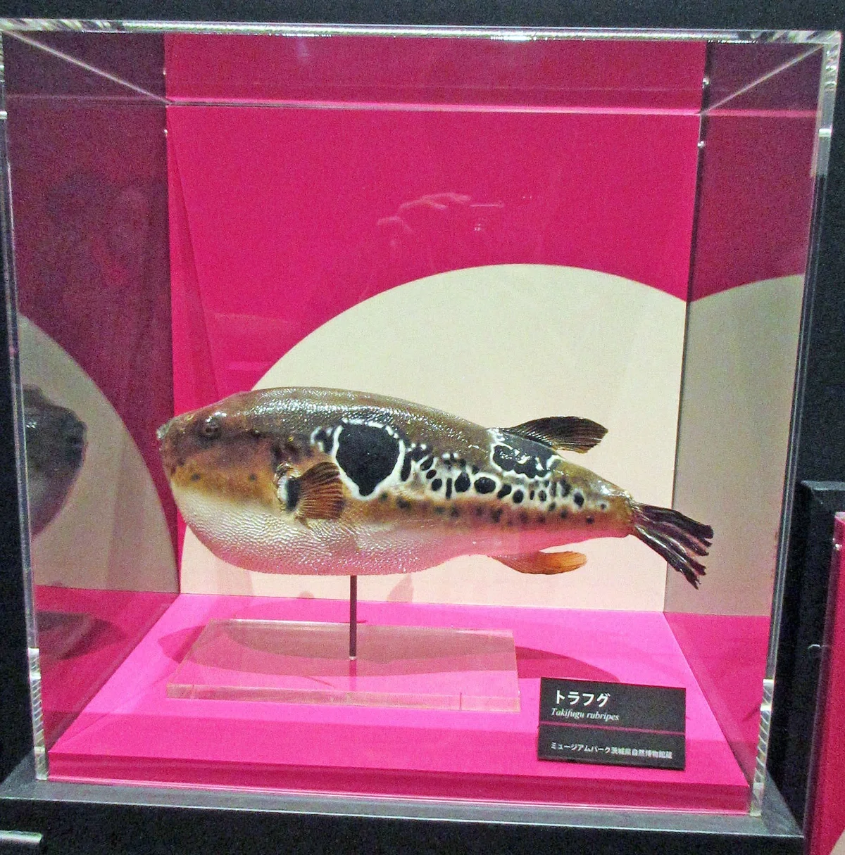 第2章 毒の博物館 2-3 動物の毒のいろいろ―フグ毒編:「特別展「毒」」見聞録 その10|たけっち