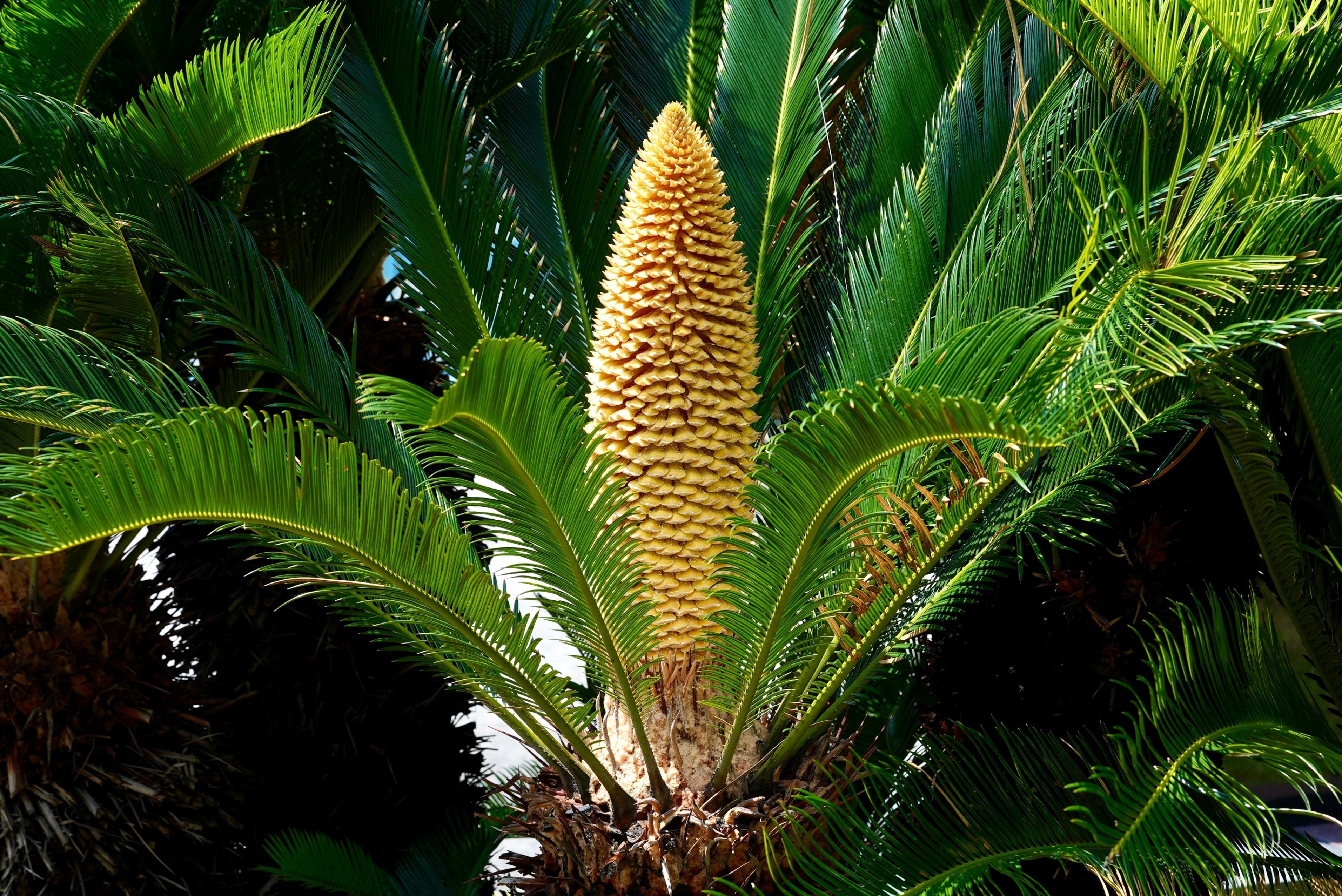 ソテツの花が咲きました｜愛知県立名古屋聾学校