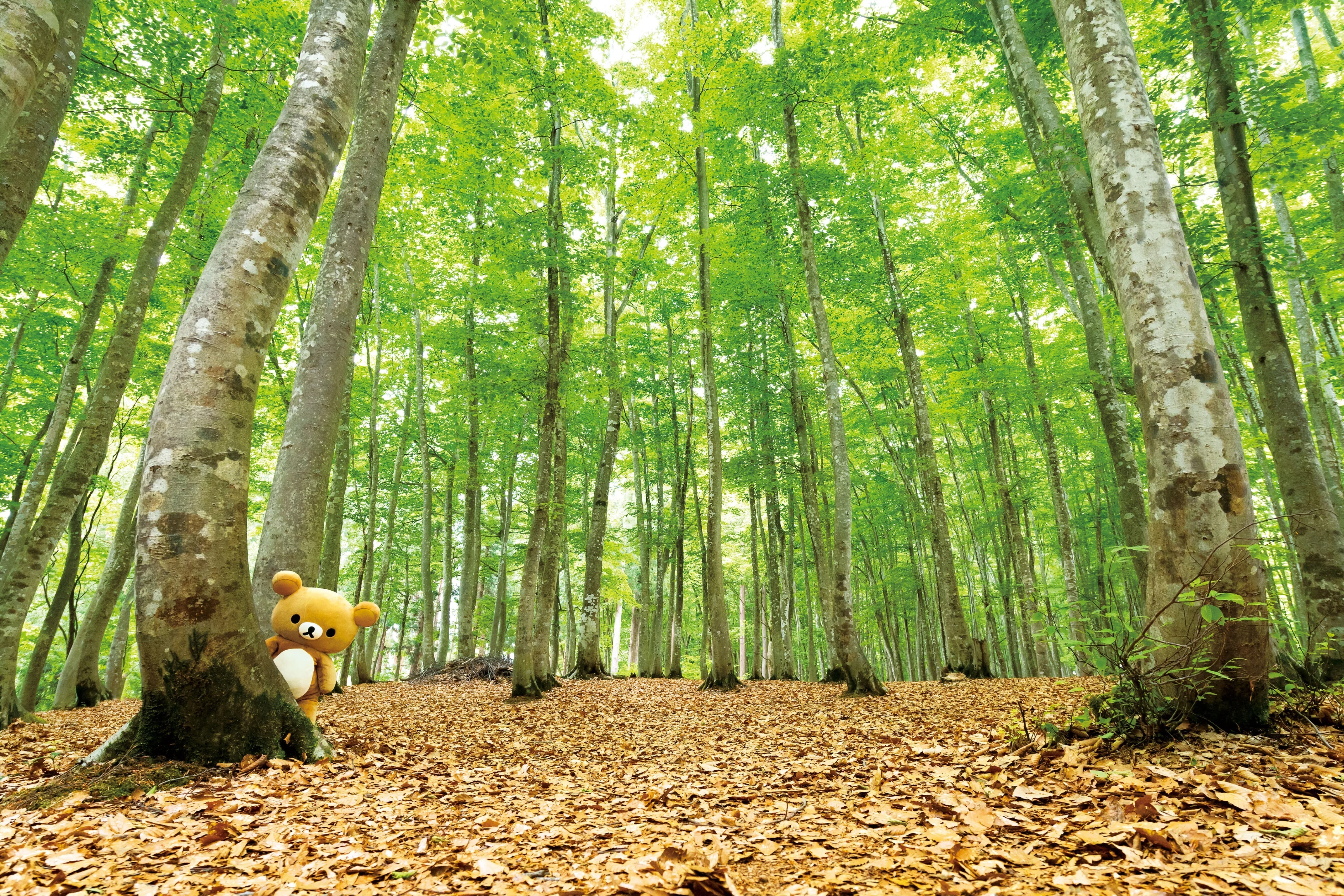 旅するリラックマ】ブナ茂る美人林（新潟県十日町市）｜ほんのひととき