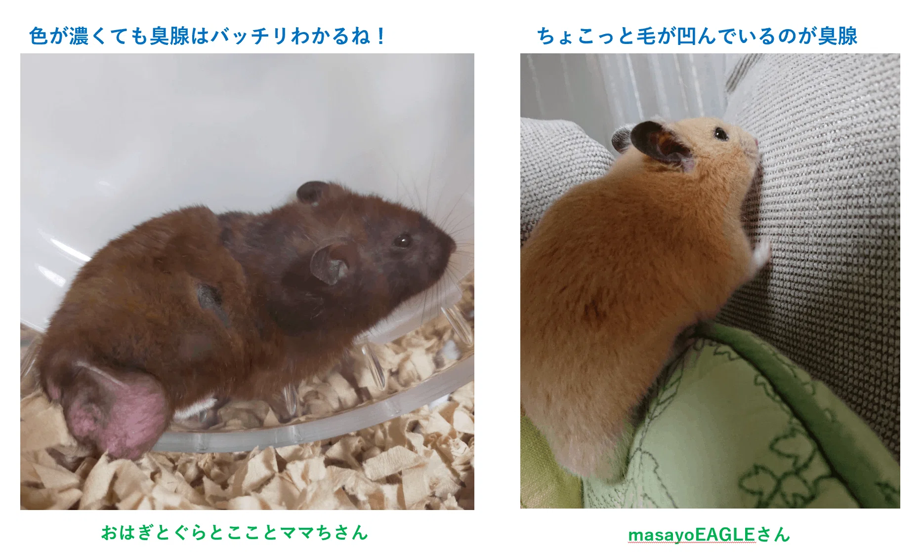 ハムスター 臭 腺