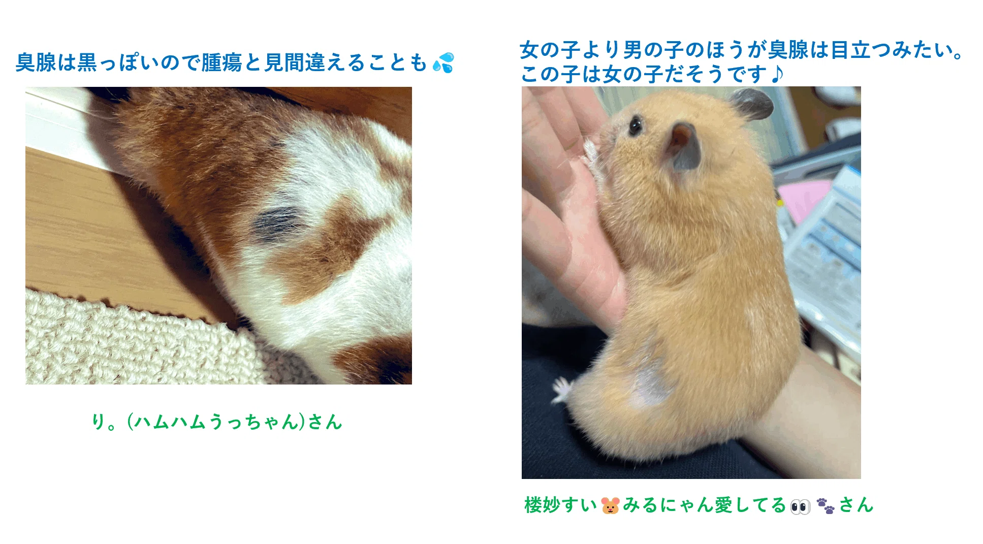 ハムスター 臭 腺