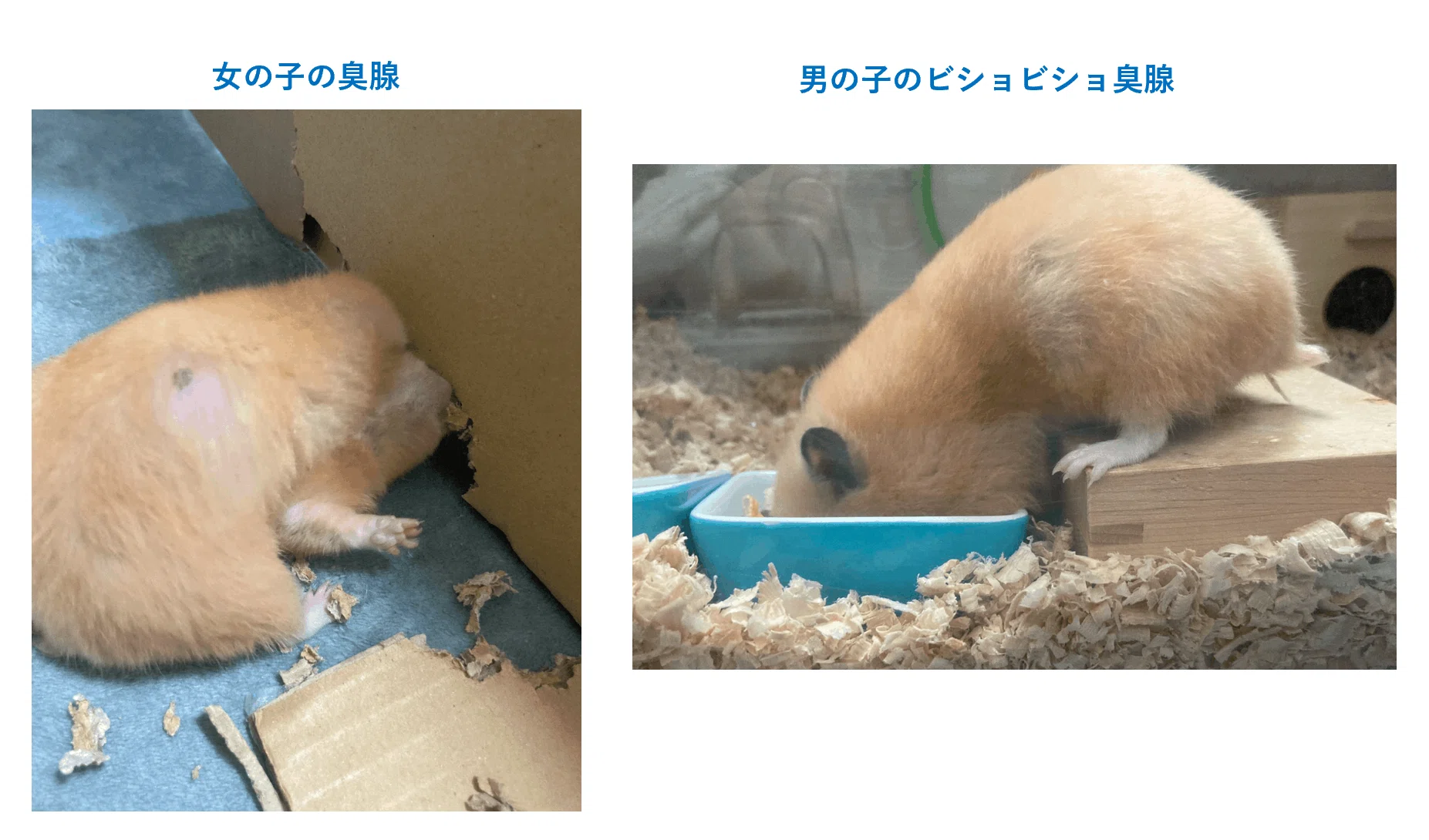 ハムスター 臭 腺