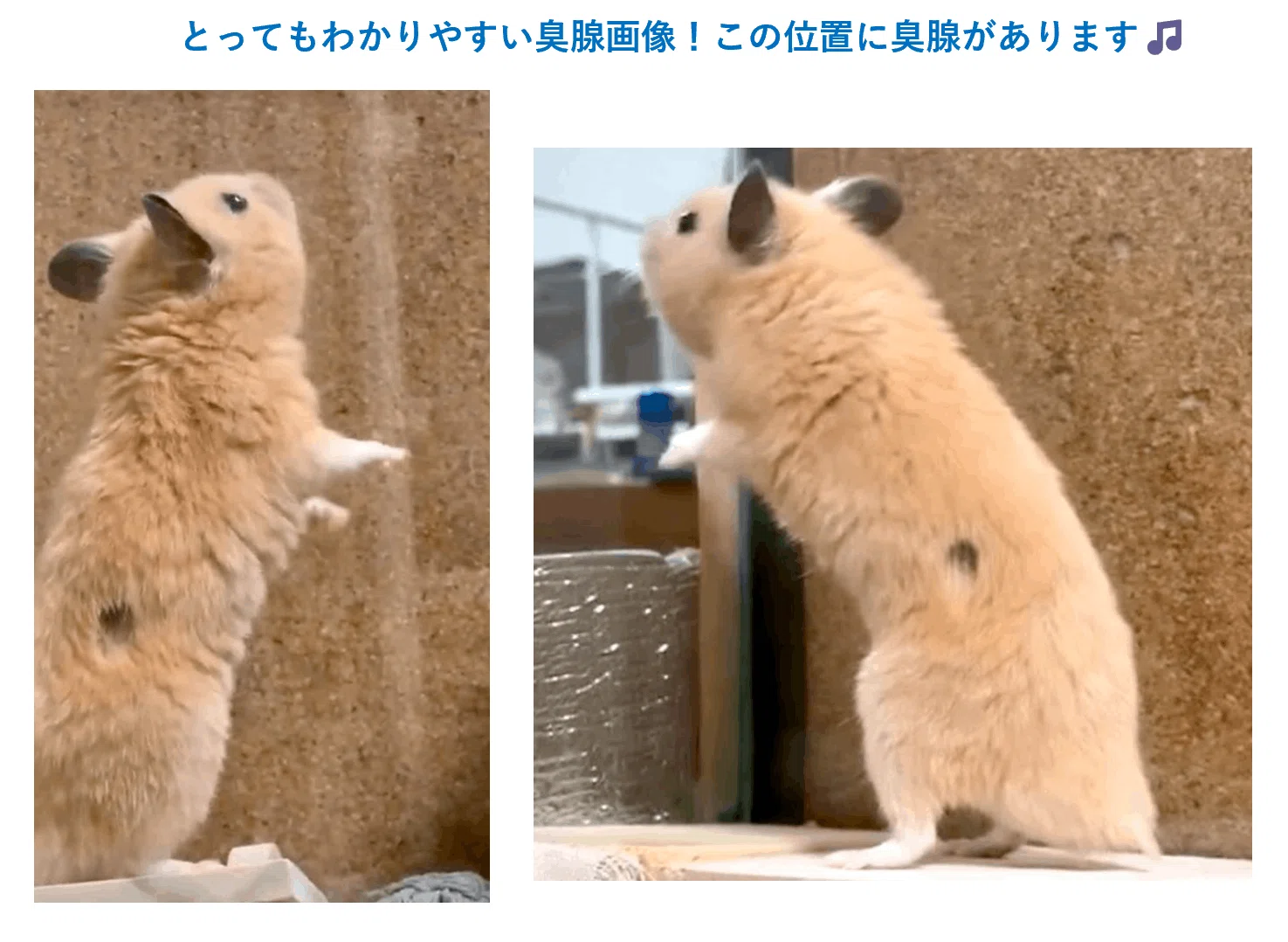 ハムスター 臭 腺