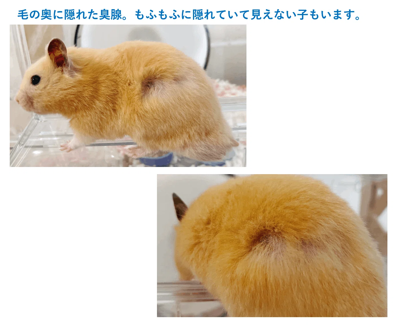 ハムスター 臭 腺