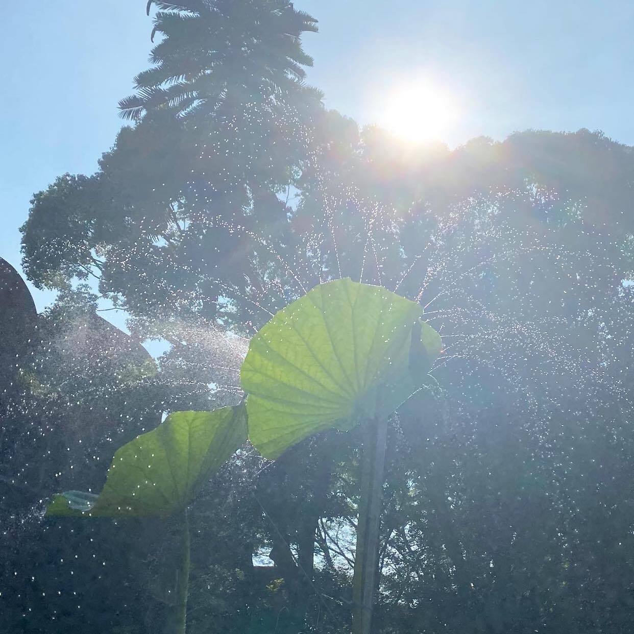 ☆166☆ きれいで楽しい蓮の葉シャワー｜からむし座 ◯