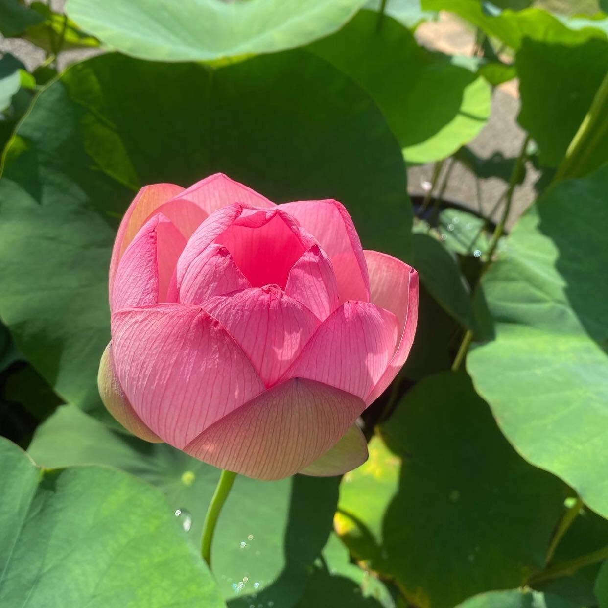 ☆166☆ きれいで楽しい蓮の葉シャワー｜からむし座 ◯