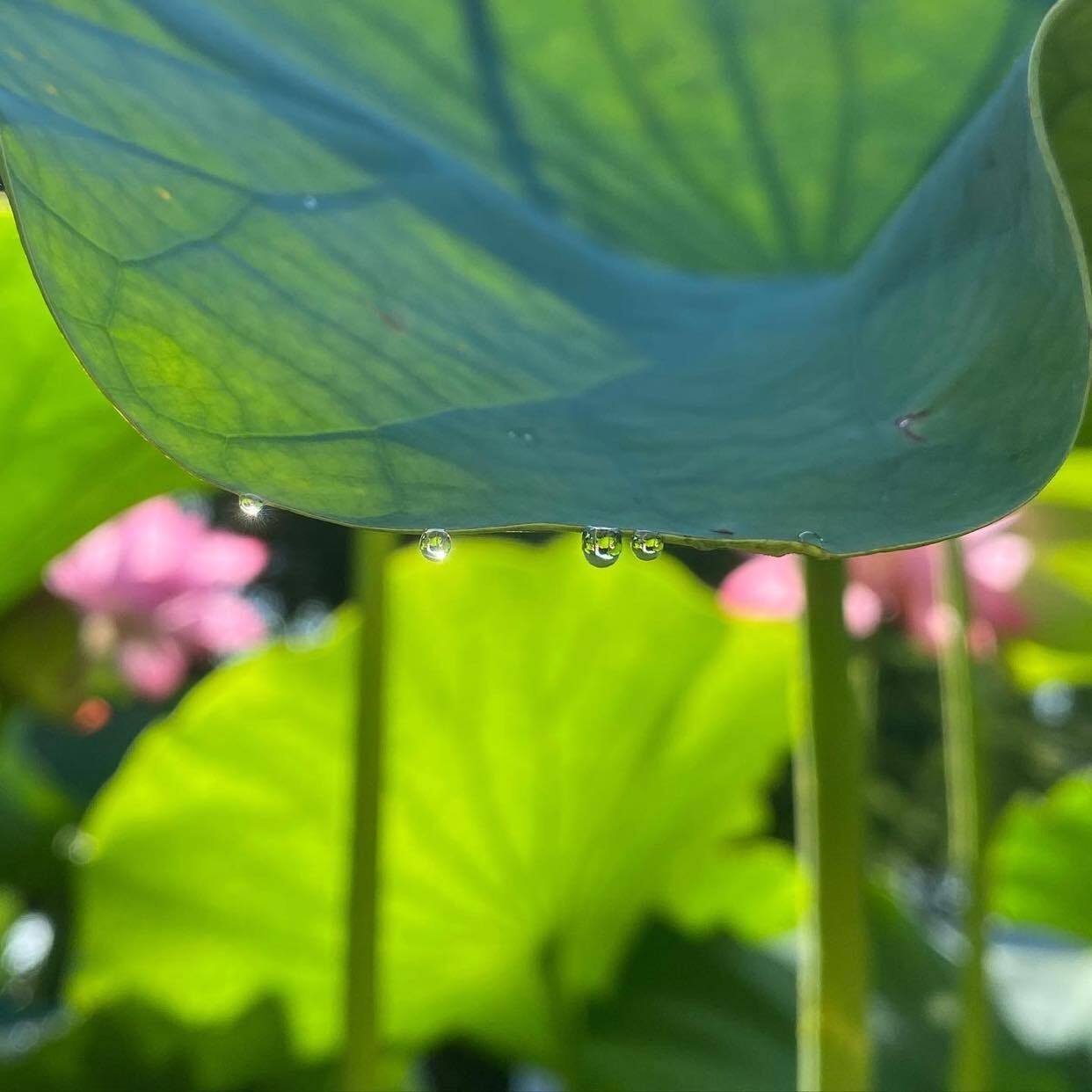 ☆166☆ きれいで楽しい蓮の葉シャワー｜からむし座 ◯