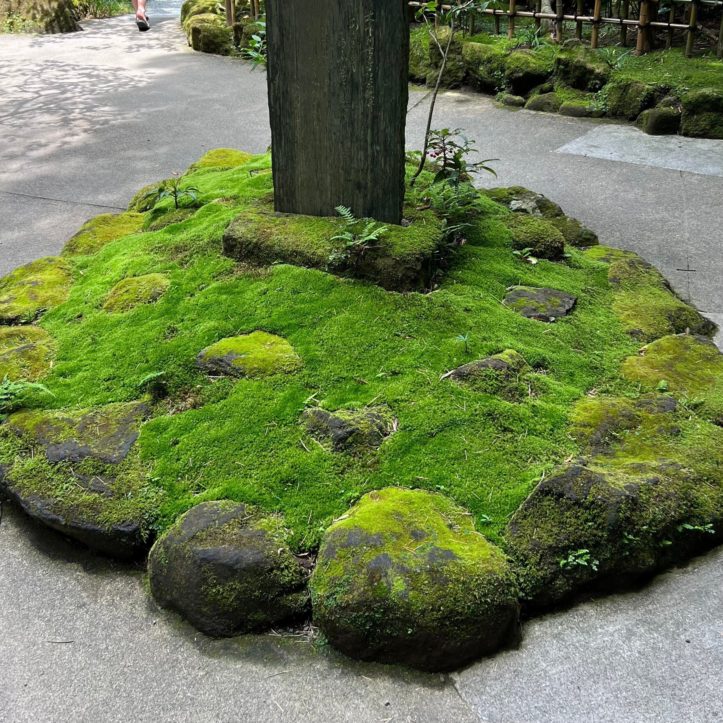 施工事例① 鎌倉某お寺｜苔技術研究所 @鎌倉苔むすび